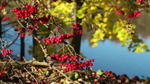 Ceniza roja de montaña en ramas — Vídeo de stock