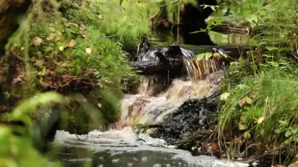 Cascada de un arroyo forestal — Vídeos de Stock