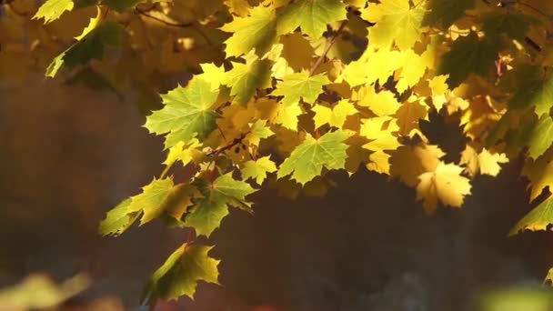 Hösten strålar solen lyser gula lönnlöv — Stockvideo