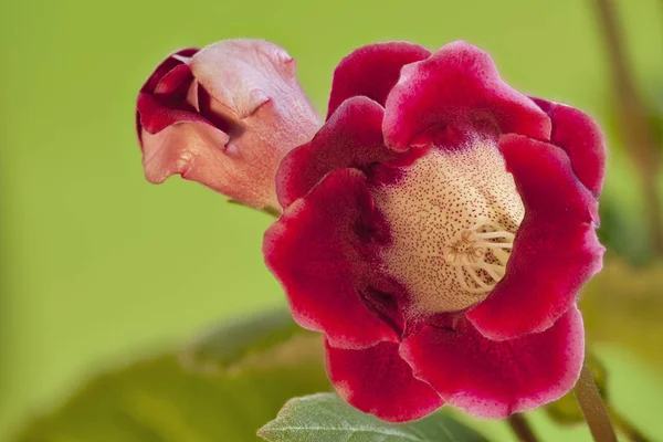 赤いハンドベル美しい室内花 — ストック写真