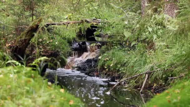 Litet vattenfall på en bäck i skogen — Stockvideo
