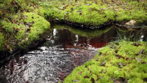 Skovbækken mumler – Stock-video