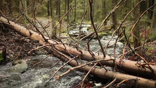 Árbol caído sobre arroyo rápido — Vídeos de Stock