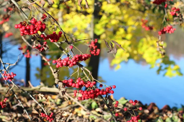 Autumn rays of sun illuminates Red berries of mountain ash — Stock Photo, Image