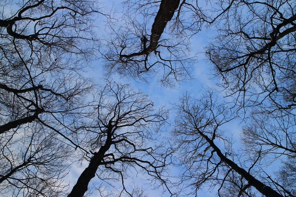 Árboles desnudos de invierno sin follaje sobre la cabeza — Foto de Stock