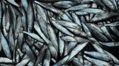 canlı kasvetli balık, küçük gümüş balık dolu sepet