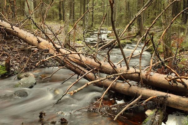 Omgevallen boom boven stroom — Stockfoto