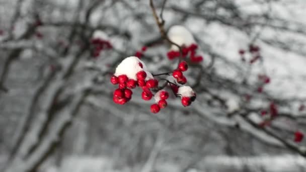 Bacche Rosse Frassino Montagna Con Sfondo Neve Inverno — Video Stock