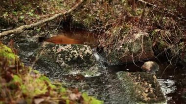 ses ile moss-grown taşlar arasında geçerli creek Üfürümleri