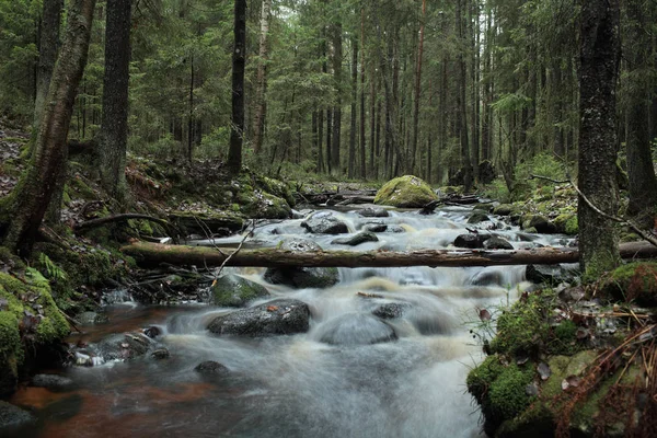Río blanco rápido en el bosque de coníferas —  Fotos de Stock