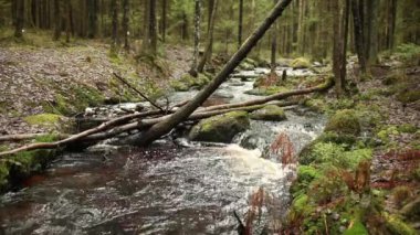 Hızlı orman nehir, ses akışı üzerinde düşmüş ağaç