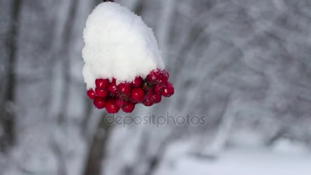 Rote Beeren Bergasche Unter Schnee Schneefall Wintersturm — Stockvideo