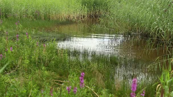 緑豊かな植生 暖かい夏の日 草に覆われた水が天 手前の野生花を映す — ストック動画