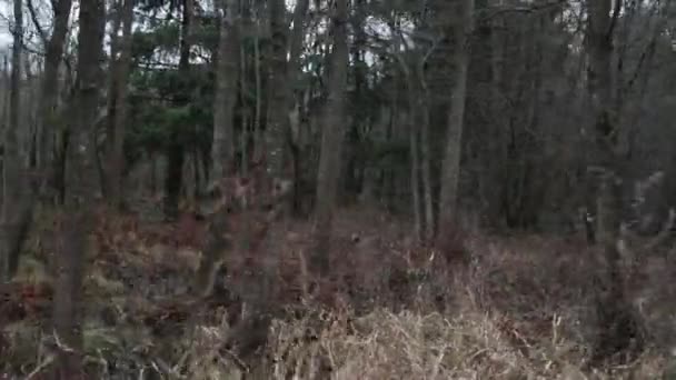 秋天的沼泽摄影机在运动 — 图库视频影像