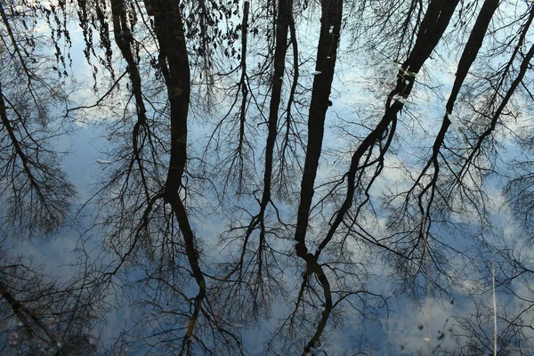 Hoge bomen weerspiegeld in water — Stockfoto