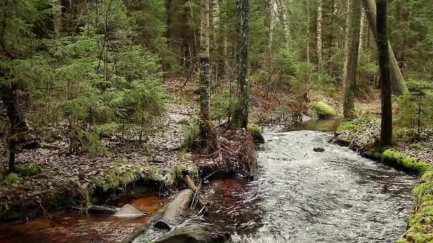 Fiume Foresta Fredda Veloce Paesaggio Autunnale Della Carelia Con Suono — Video Stock