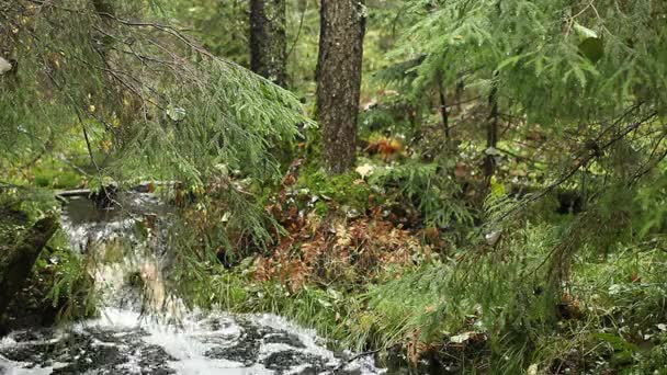 Bach Zwischen Tannen Und Kiefern Undurchdringlichen Wald — Stockvideo