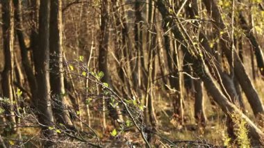 çıplak orman kahverengi sonbahar arka plan