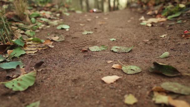 Recogida Camino Bosque Otoño Entre Las Hojas Caídas — Vídeos de Stock