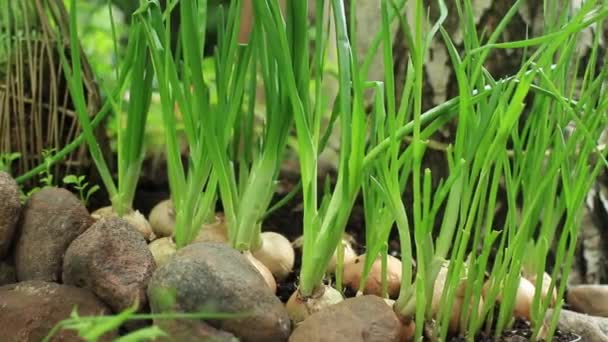 Grass Green Onions Camera Motion Close — Stock Video