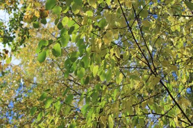  huş dalları üzerinde sarı-yeşil yaprakları sonbahar güneş ışığı