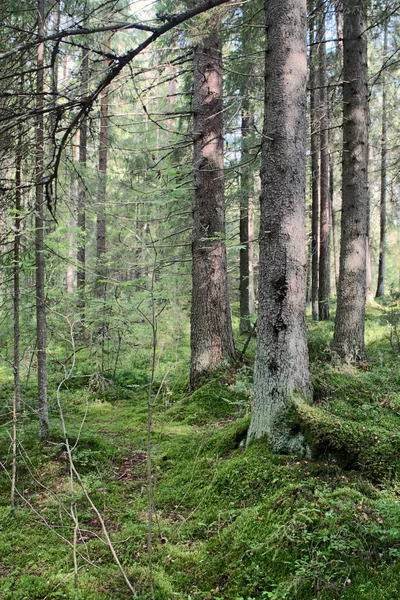 Uzun ağaçların gövdeleri — Stok fotoğraf