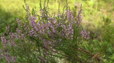 evergreen heather yakın kamera hareket çiçeklenme