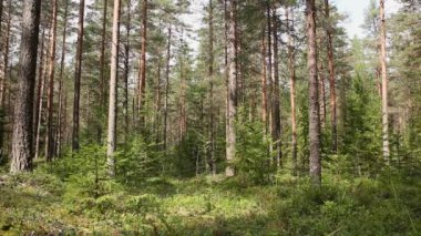uzun ağaçların gövdeleri çam ormanı, patika, görünür mavi gökyüzü kamera hareket