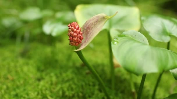 Jedovaté Ovoce Calla Marsh Červené Šťavnaté Plody Kamera Pohybu Blízko — Stock video