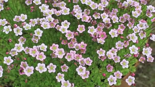 Blühendes Moos Helle Blumen Blick Von Oben Kamerafahrt — Stockvideo