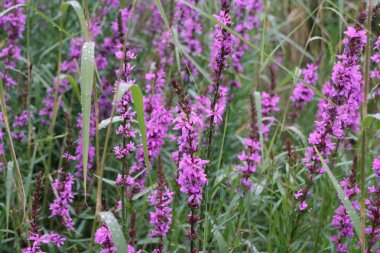  parlak çiçekler Lythrum salicaria