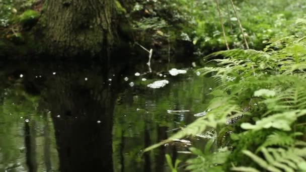 Agua Verde Bosque Refleja Agua Pura Manantial Dolly Shot — Vídeo de stock