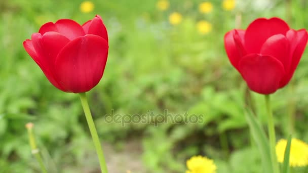 Twee Rode Tulpen Dichtbij Dolly Schot — Stockvideo