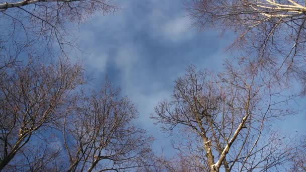 Lichte Witte Wolken Float Hoog Hemel Boven Bomen — Stockvideo