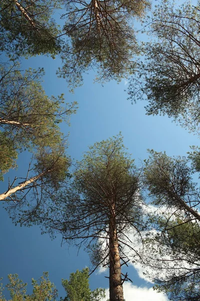 Trädtopparna i blå himmel — Stockfoto