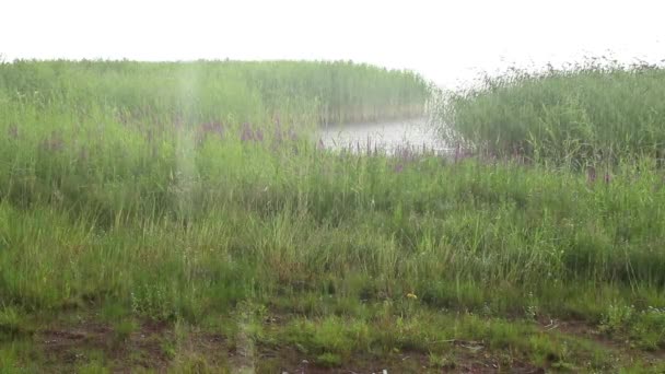 Lluvia Torrencial Verano Orilla Del Lago — Vídeos de Stock