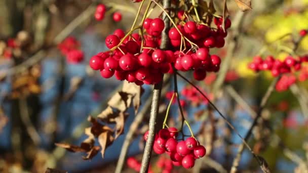 一串浆果的鲜红的山灰秋天的景色 预示着寒冷的冬天 — 图库视频影像