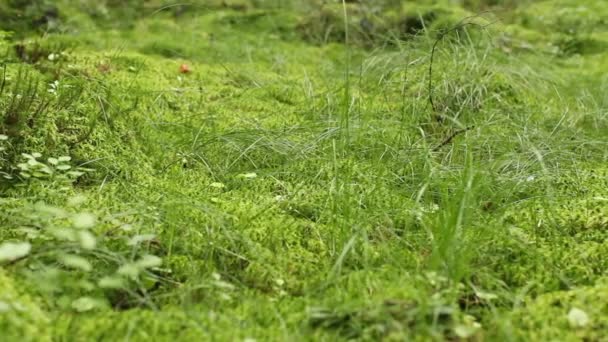 Green Moss Sphagnum Covers Marsh Green Carpet Dolly Shot — Stock Video