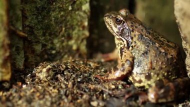 Büyük bir ıslak kurbağa yakın çekim dolly kadar gizler