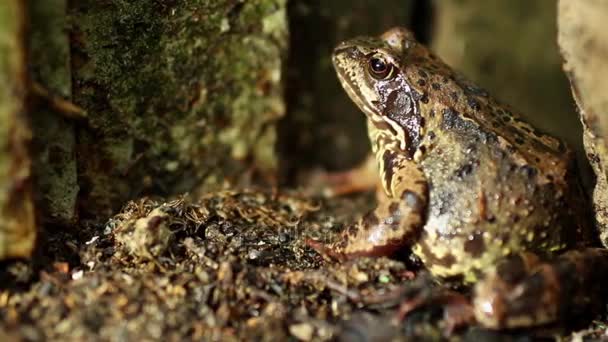 Ένα Μεγάλο Υγρό Βάτραχος Κρύβει Κοντά Επάνω Κουκλίτσα Πυροβόλησε — Αρχείο Βίντεο