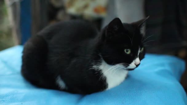 Σμόκιν Γάτα Αποκοιμηθώ Στο Μαξιλάρι — Αρχείο Βίντεο