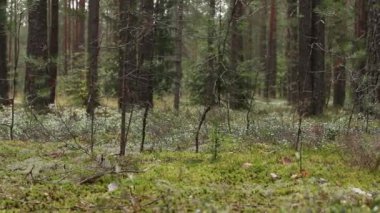 iğne yapraklı çam ormanı panoramik dolly çekim 