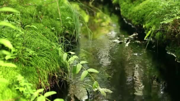 Fonte Água Pura Luz Solar Loop — Vídeo de Stock