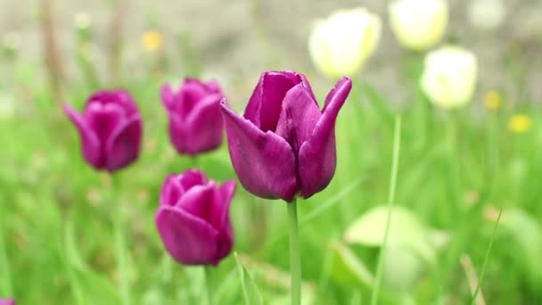 Bloeiende Donkerrood Tulpen Groene Weide Inzoomen — Stockvideo