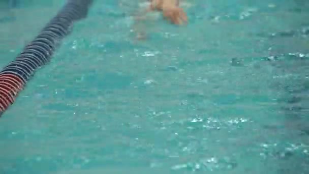 세인트 러시아 2017 블라디미르 원숭이 부처꽃 Salicaria Shotswimming 크롤링 장거리 — 비디오