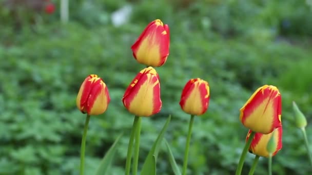 Hermosos Tulipanes Rojos Floración Verde Pradera Dolly Tiro Cerca — Vídeos de Stock