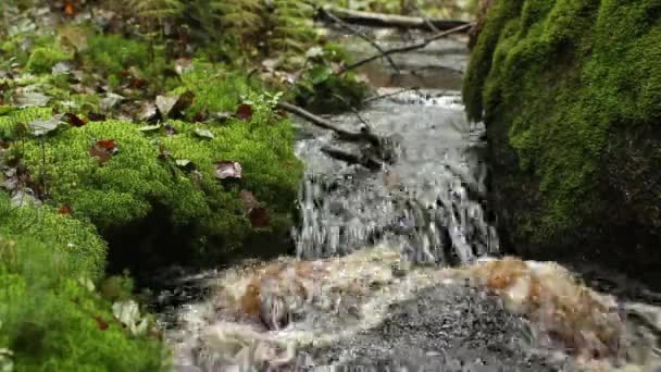 Mały Wodospad Zielonych Lasów Deszczowych Pętli Dźwięku — Wideo stockowe