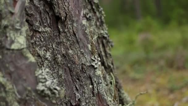 Cracked Bark Mighty Tree Dolly Shot Bottom Movement Close — Stock Video