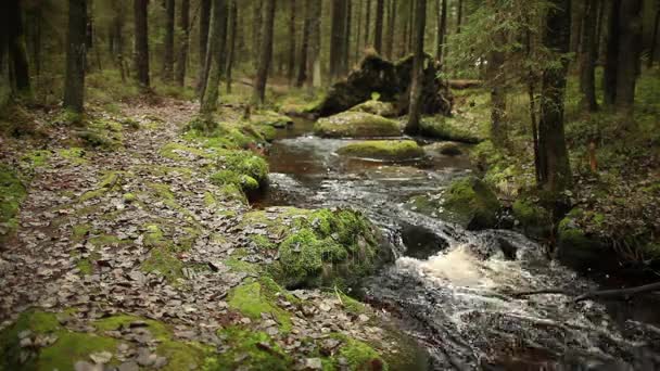 Ścieżką Przez Las Strumień Piękna Jesień Krajobraz — Wideo stockowe