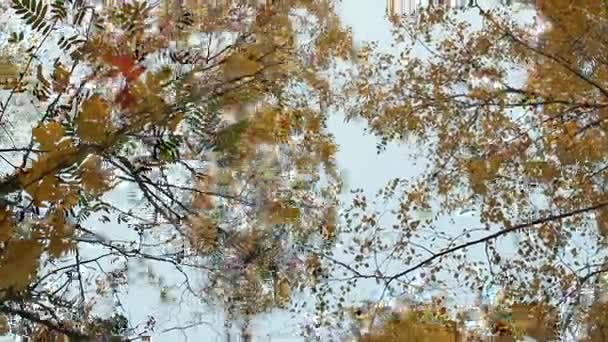 Jaune automne balayé par le vent plie les arbres supérieurs au-dessus des frais généraux 